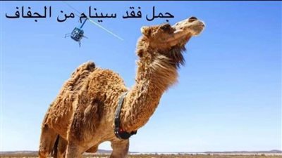سفينة الصحراء تعيش بلا مرارة.... كيف تتحمل الإبل الظمأ ؟