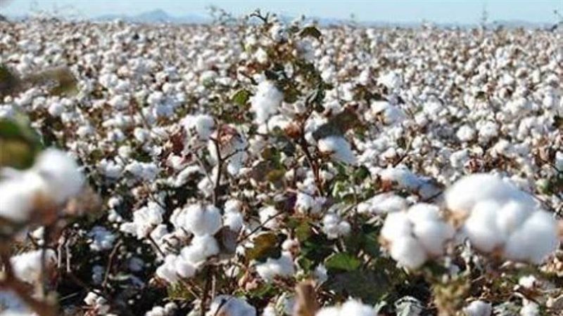 القطن المصري