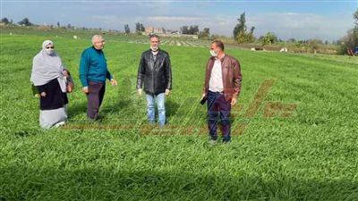المرور على الحقول الإرشادية لمحصول القمح بكفر الشيخ