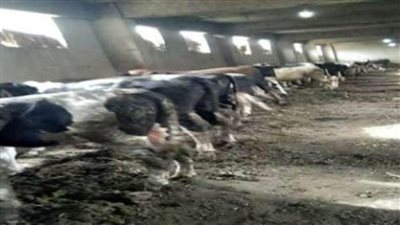 منح قروض بفائدة 5% لإحياء مشروع البتلو والنهوض بالثروة الحيوانية بالشرقية 