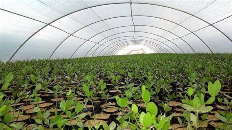 مشروع زراعة نبات