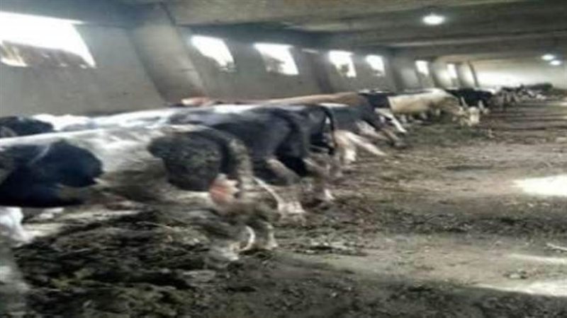 ضمن مشروع البتلو