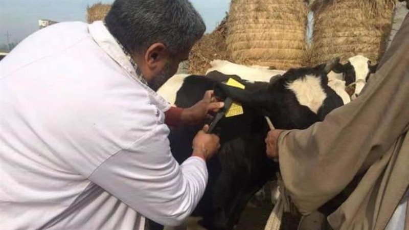 تحصين الماشية