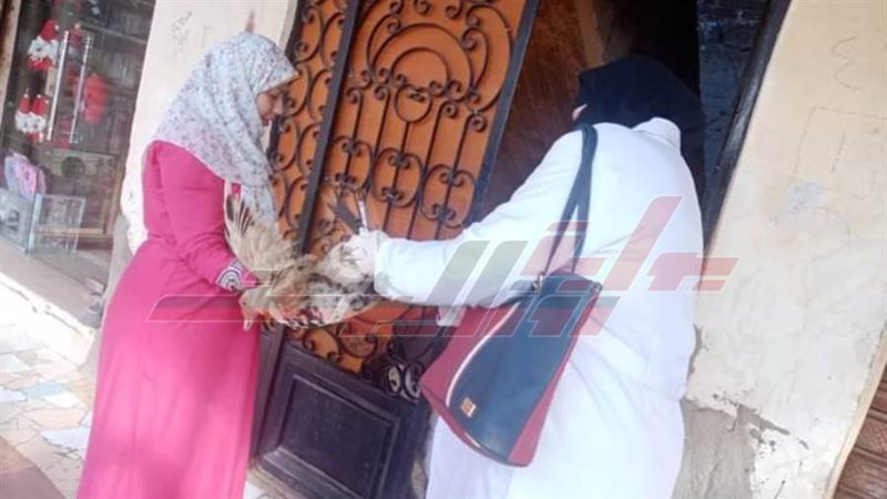 بيطري كفرالشيخ