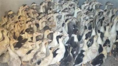 توزيع 47 ألفًا و760 طائرًا بمشروع تربية البط بقري البحيرة