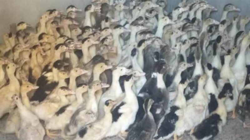 مشروع تربية البط