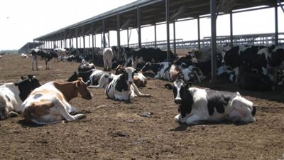 الإسماعيلية.. تحصد المركز الاول في ترتيب المحافظات في حملة 