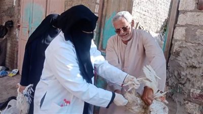  تحصين عدد 44110 طائرات ضد الأمراض الوبائية بكفر الشيخ