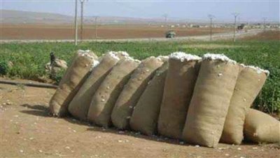 مسعد: منظومة تسويق القطن انصفت مزارعي الصعيد
