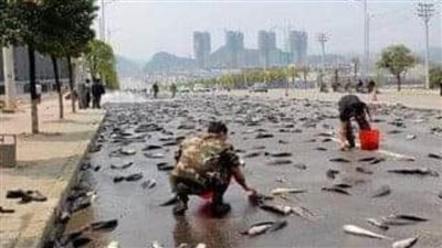 السماء لا تمطر ذهبًا ولا فضة ولكنها أمطرت سمكًا