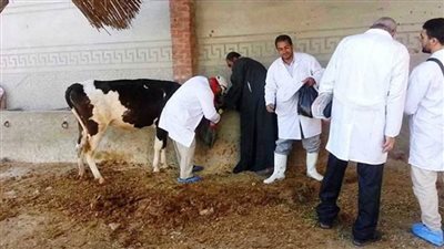 الزراعة: أكثر من 6.5 مليون جرعة لقاحات للماشية ضد الحمى القلاعية والوادي المتصدع