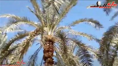 وهزي إليك بجزع النخلة تساقط عليك رطبا جنيا...تعرف على ملامح زراعة البلح