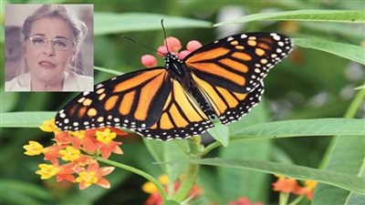 غردت وطارت فوق كل بستان.. فهل تموت الفراشات؟ 