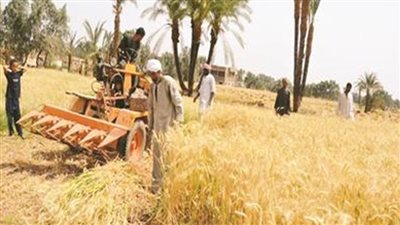 التموين: نستهدف توريد 8.1 مليون طن قصب لإنتاج 874.8 ألف طن سكر خلال موسم 2022