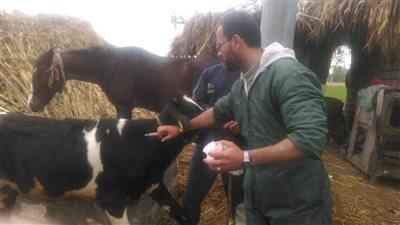 ترقيم وتسجيل ٢٨٩٤ وعلاج ٩٣٨١ رأس ماشية بالبحيرة