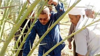 مديرية الزراعة بالوادي الجديد تواصل مكافحة وفحص سوسة النخيل بالقري والمراكز