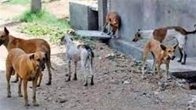 برلمانية  تتقدم بطلب إحاطة للحد من ظاهرة 