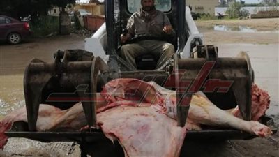 إعدام جاموسة تزن 360 كيلو لحوم لإصابتها بالسل في كفر الشيخ