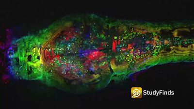 شاهد.. اللحظة التي يصنع فيها الدماغ ذكريات جديدة