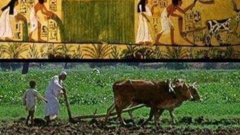 الأمثال الشعبية المتعلقة