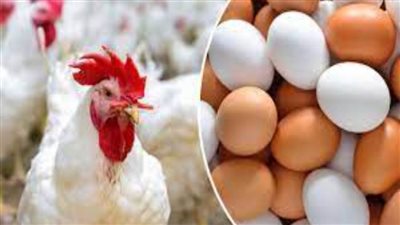 بورصة الدواجن الرئيسية اليوم تحافظ على الاستقرار.. تعرف على الأسعار 