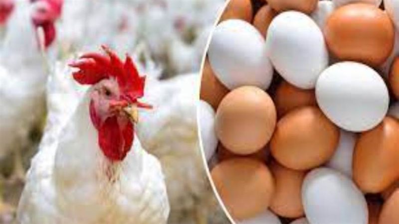 بورصة الدواجن