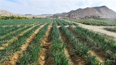 بالانفوجراف..