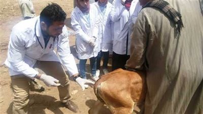 علاج 4205 رؤوس ماشية خلال الحملات البيطرية بالبحيرة