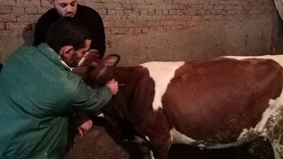 انطلاق الحملة القومية للتحصين ضد مرضي الجلد العقدي وجدرى الأغنام بالبحيرة