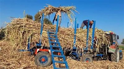 التموين: توريد 1.2 مليون طن قصب سكر حتى الآن