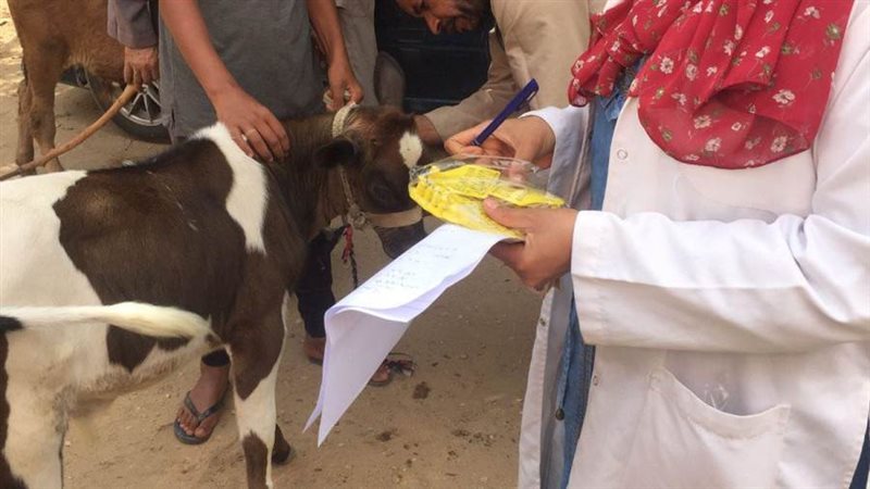 حملات طب بيطري بالمنيا