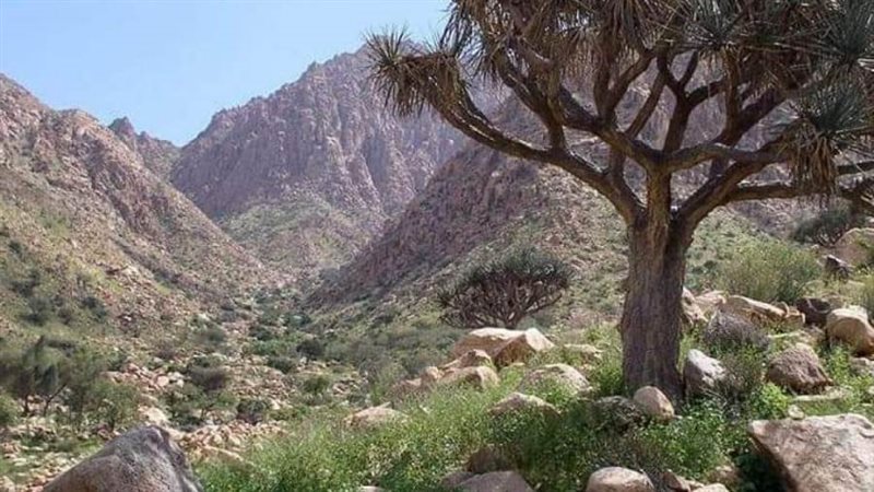 محمية جبل علبة