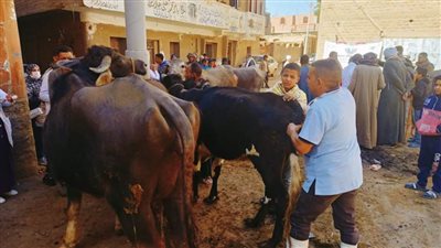 محافظ أسيوط: قافلة بيطرية مجانية بقرية بنى زيد الاكراد بمركز الفتح