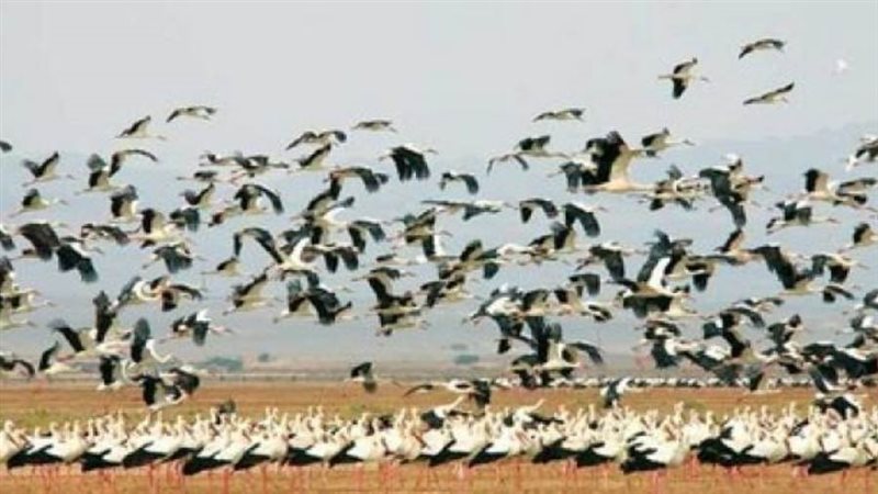 طيور مهاجرة