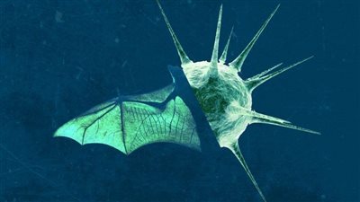 15 معلومة عن فيروس 