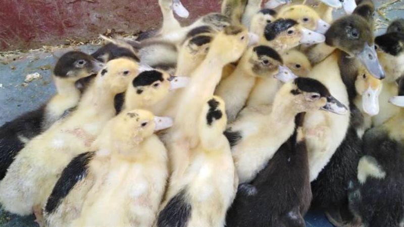 مشروع تربية البط