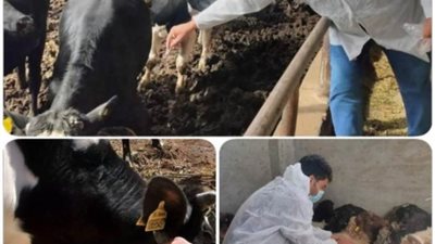 بيطري الإسماعيلية: إطلاق الحملة القومية للتحصين ضد مرض الجلد العقدي وجدري الأغنام!!