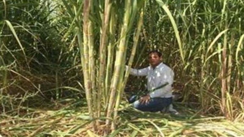 توريد القصب