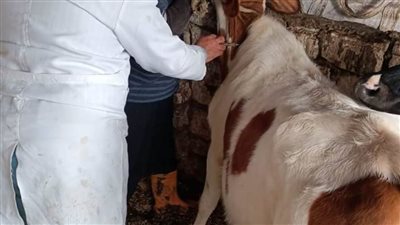 تحصين ١٧٠ ألف رأس من الأبقار والأغنام في حملات الطب البيطري بالبحيرة