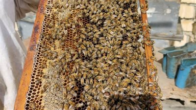  خاص/ فن تربية النحل..