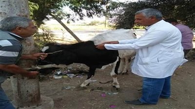 جامعة الزقازيق تطلق قافلة بيطرية لعلاج الثروة الحيوانية مجانًا بقرية العباسة