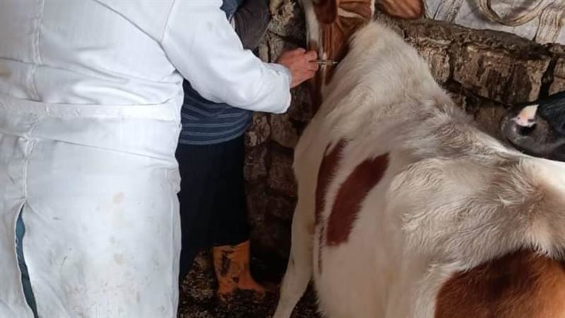 تحصين وتسجيل الماشية