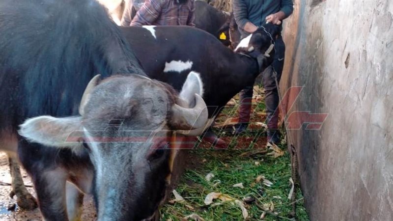 تحصين المواشي