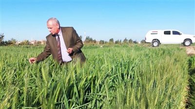 بدر محمد: زراعة 386 ألفا و279 فدان قمح بالبحيرة