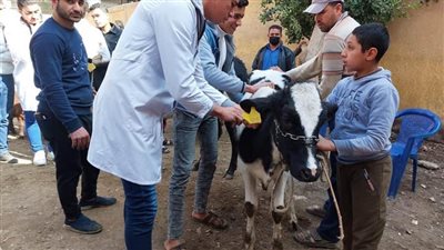 جامعة بنها تنظم قوافل بيطرية وتوعوية بقرية الحصة بطوخ