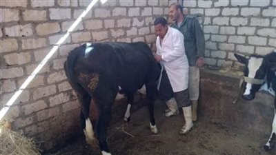 بيطري البحيرة: تحصين 217 ألف رأس ماشية من الأبقار والأغنام بالبحيرة