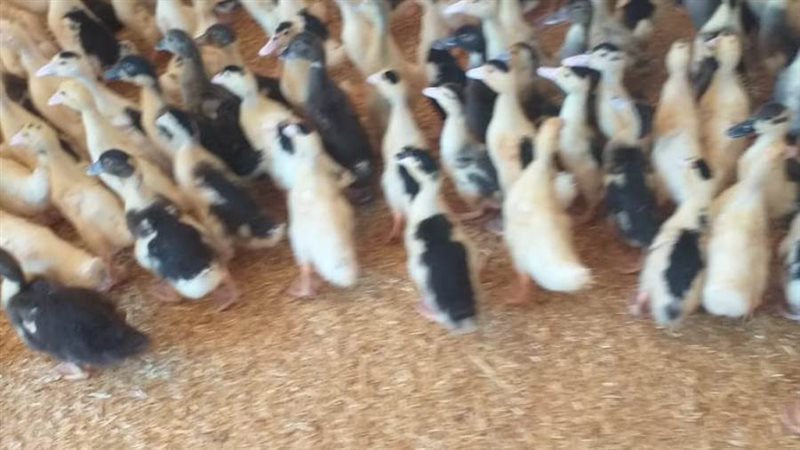 مشروع توزيع الطيور