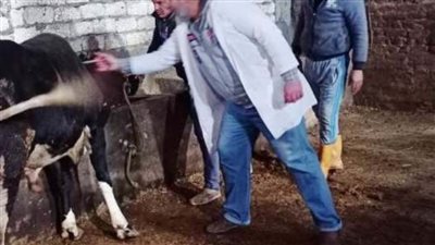 بيطري الشرقية يحصن 76 ألفًا و490 رأس ماشية للوقاية من الجلد العقدي وجدري الأغنام