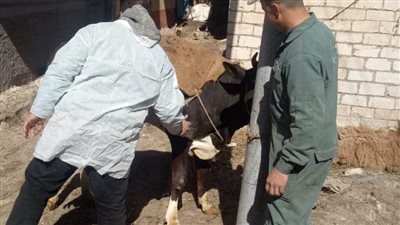 استمرار الحملة القومية للتحصين ضد مرضى الجلدي العقدي وجدري الأغنام بالبحيرة
