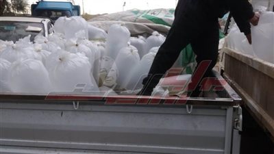 ضبط 25 ألف زريعة طوبار بكفر الشيخ وتسليمها لشرطة المسطحات